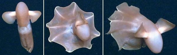 Photo of Cirroteuthis muelleri by Public Domain